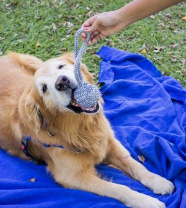 Brinquedo De Corda Para Cães Fun Pet